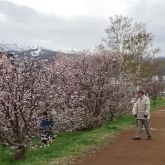 軽川緑地