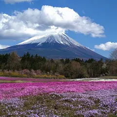 富士芝桜まつり
