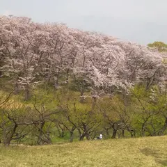 根岸森林公園 第一駐車場