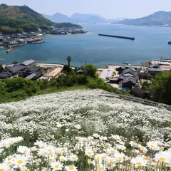 馬神除虫菊畑