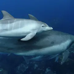 イルカウォッチング