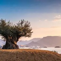 樹齢千年のオリーヴ大樹