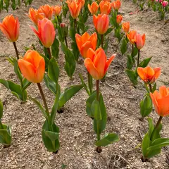 飯舘村フラワーガーデン チューリップ花農園
