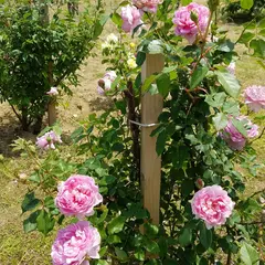 お杉ばら園