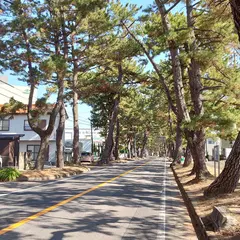 池鯉鮒宿の松並木
