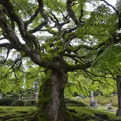 西善寺
