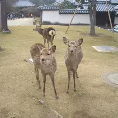 奈良公園