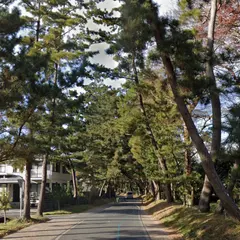 御油の松並木