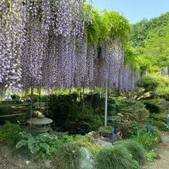 上籠谷のフジ（宇都宮市指定天然記念物）