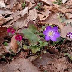 県庁の森
