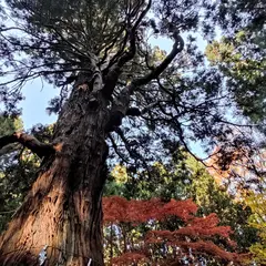 婆々杉