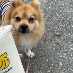 sonna banana onnason ソンナバナナ恩納村