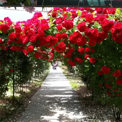 三太郎農園・Rose Garden 三太郎