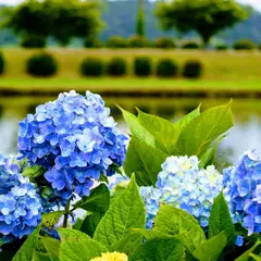 あじさい公園