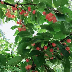 さくら農園