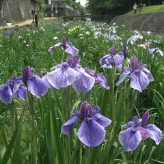 裏川水際緑地