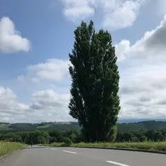 ケンとメリーの木