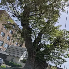 弥彦の蛸ケヤキ