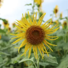 ひまわり畑