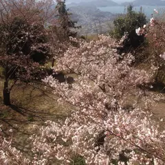 竜王山