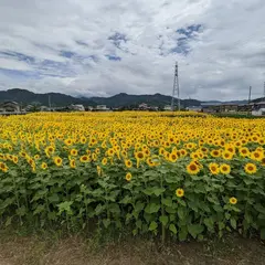 玉川町八幡のひまわり畑
