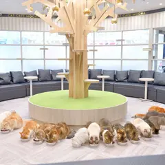猫カフェMOCHA（モカ） アルシェ大宮店