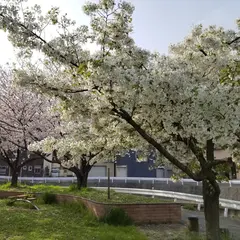 中津口公園
