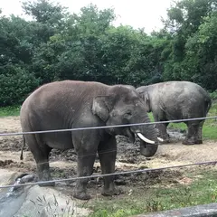 群馬サファリパーク