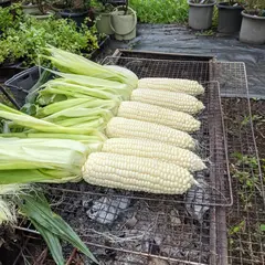ベリーズファーム第一農園