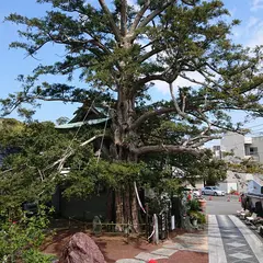 済広寺のカヤ