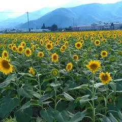 ひまわり畑