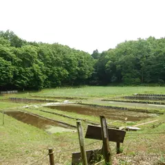 八幡湿地