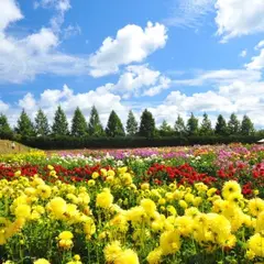 世羅高原農場