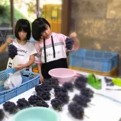カセギぶどう園