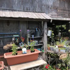 庭の花