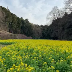 追分市民の森