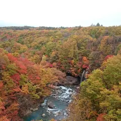 岩手県県民の森