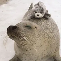 アザラシ シーパラダイス