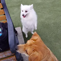 ドッグラン