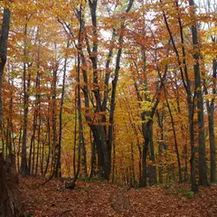 岳岱自然観察教育林