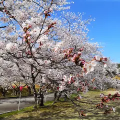 能登町柳田植物公園