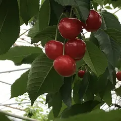 神町観光果樹園