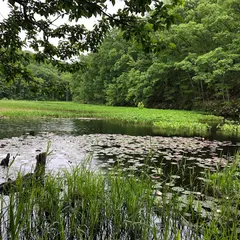矢ノ原湿原