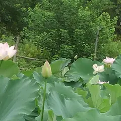口田南公園