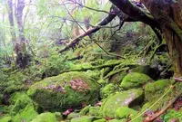 縄文杉の写真・動画_image_37487