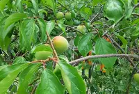 梅宮大社の写真・動画_image_79093