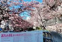 熱海桜の写真・動画_image_517900