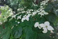 梅宮大社の写真・動画_image_79092
