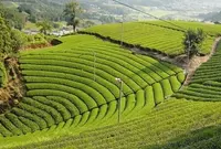 原山の茶畑の写真・動画_image_175685