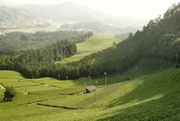 原山の茶畑の写真・動画_image_73865